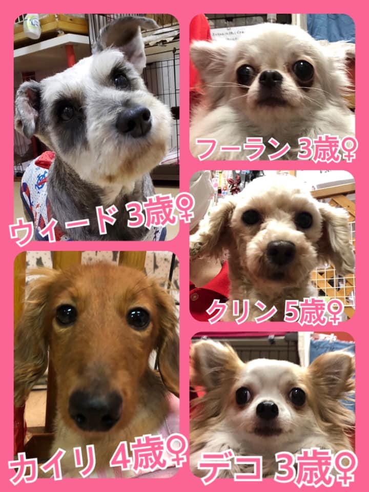 🐾今日の里親様募集中ワンコ🐶メンバーです🐾2020,7,23